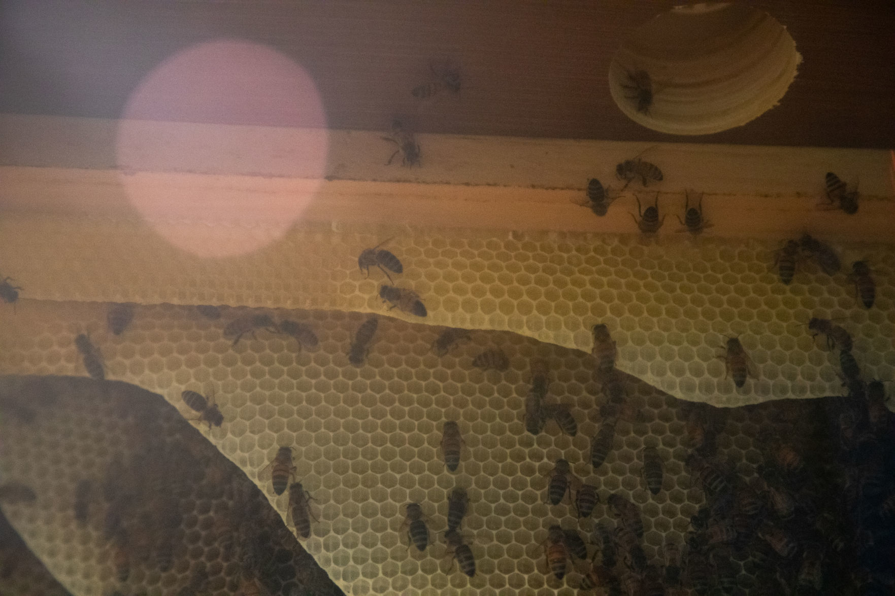 Bees 11